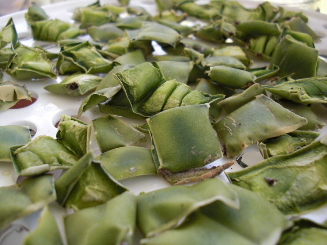 san pedro cactus preparation