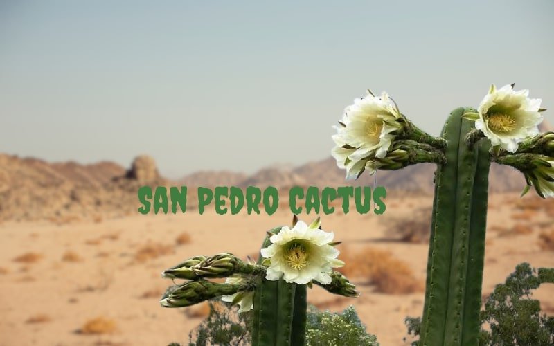 san pedro cactus preparation