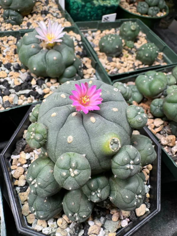 Lophophora Williamsii seeds