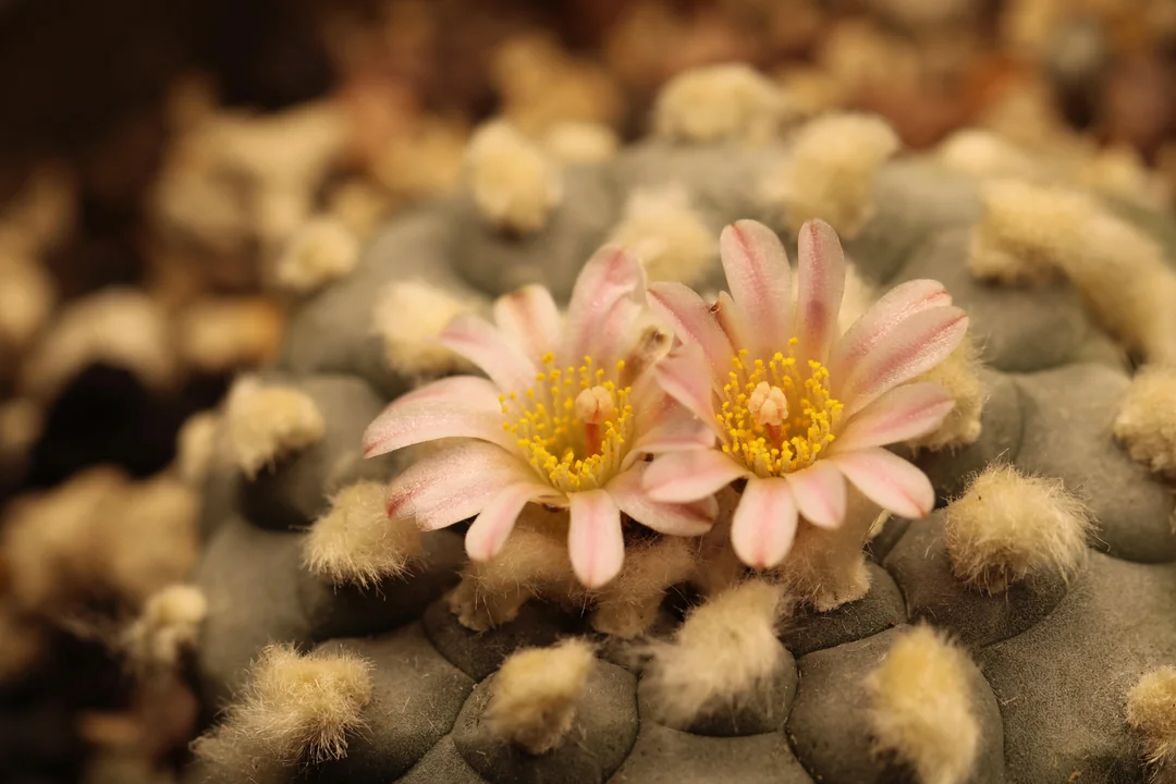 Lophophora Williamsii seeds