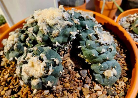 Lophophora Williamsii seeds
