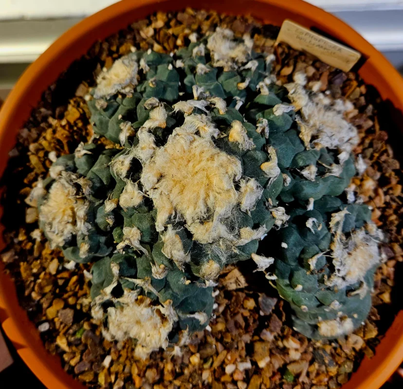 Lophophora Williamsii seeds