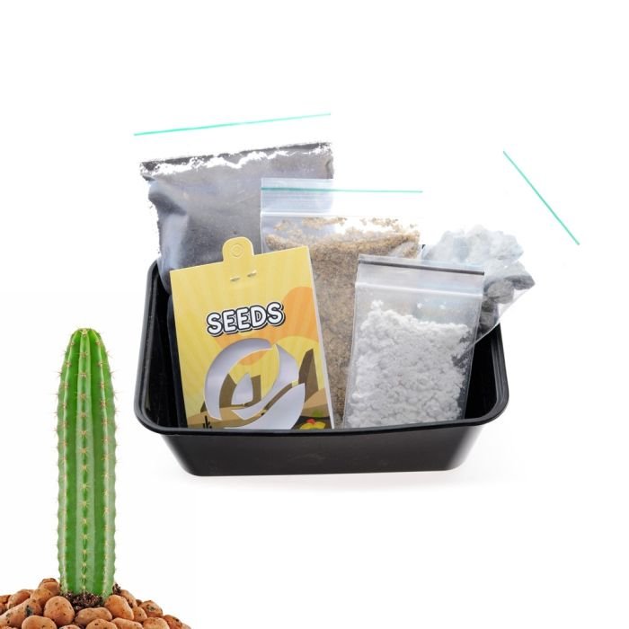 Where to Buy San Pedro Cactus