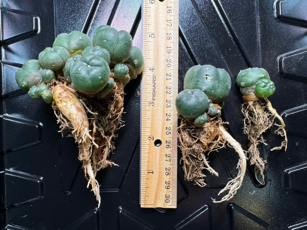 are lophophora williamsii seeds illegal