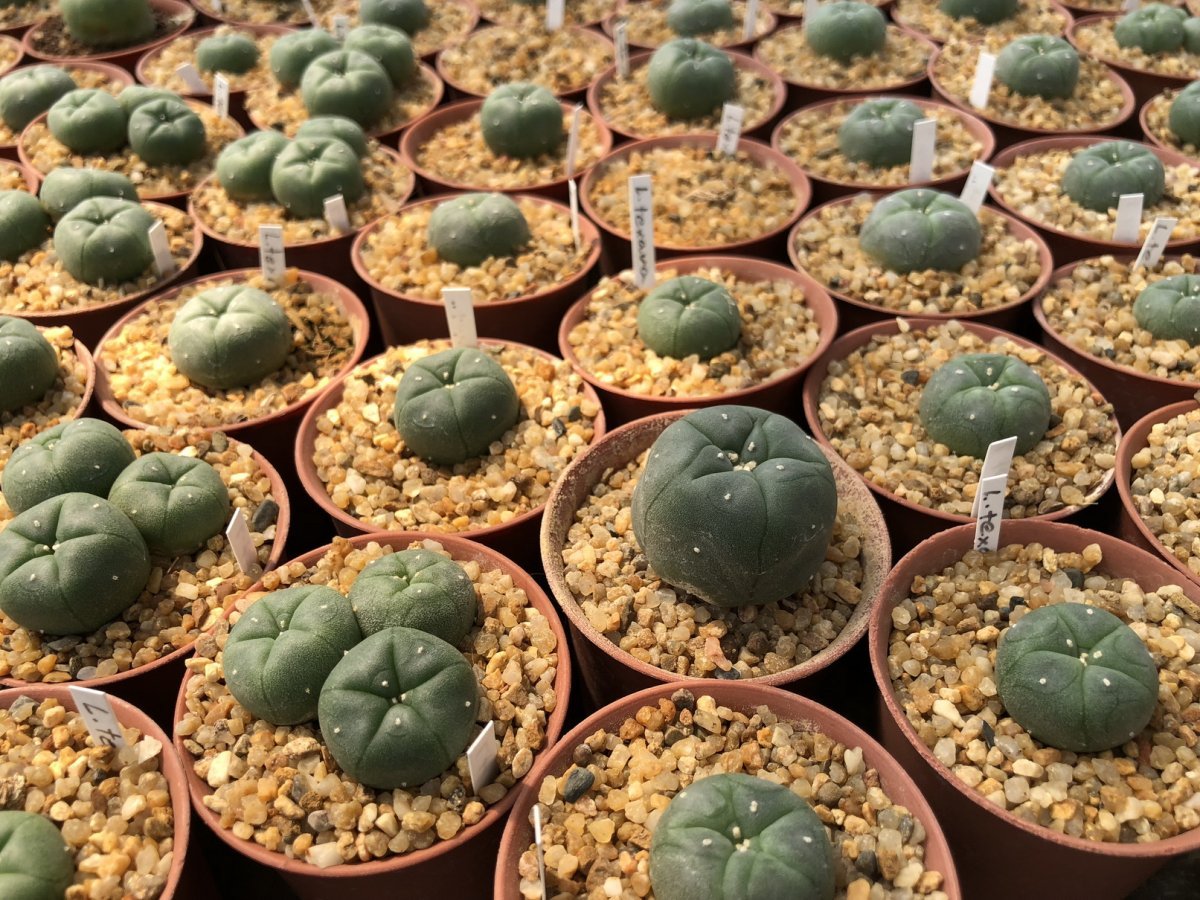 Peyote seeds