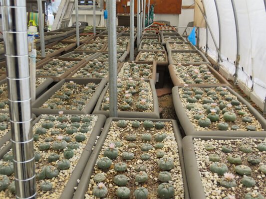 Peyote seeds