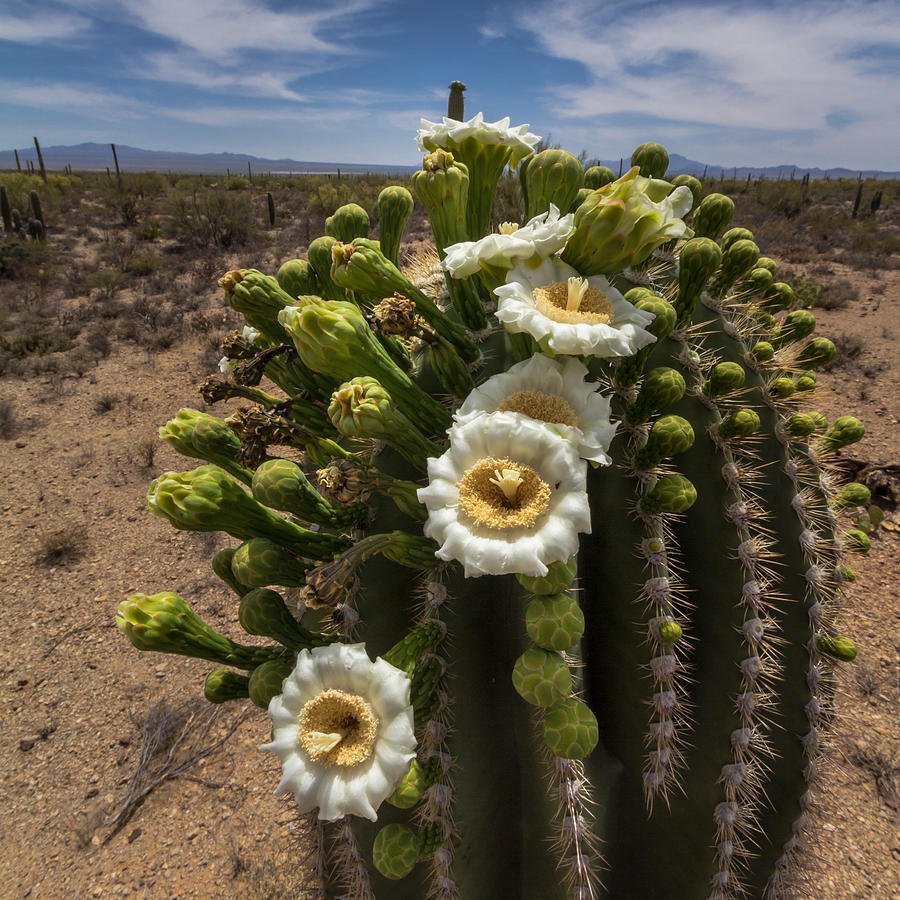 Picture of Saguaro Cactus
