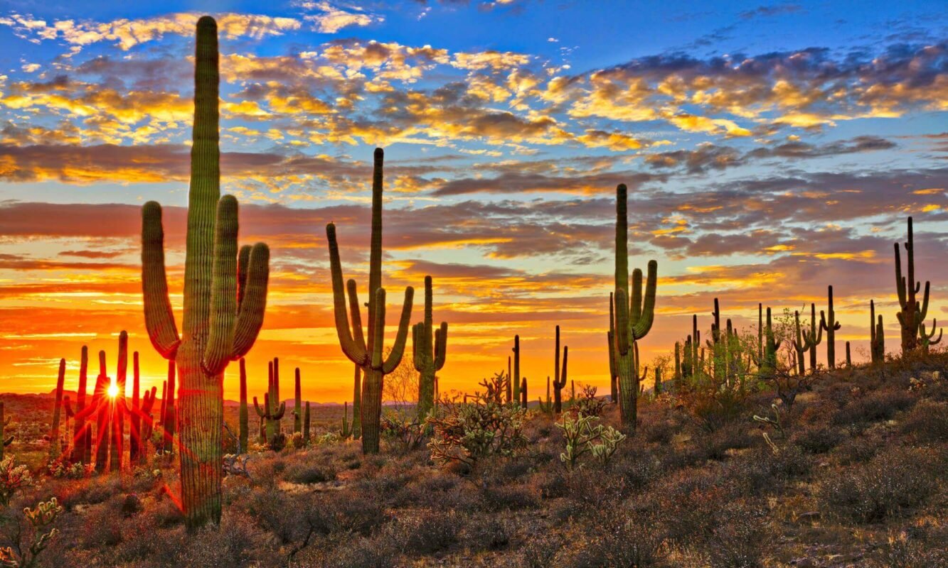 Saguaro Cactus Photos