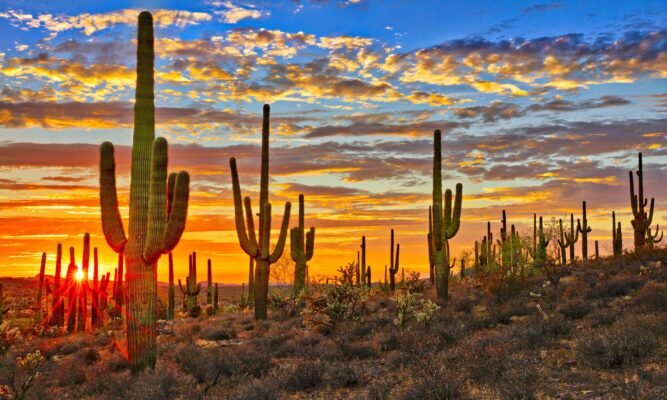 Saguaro Cactus Photos