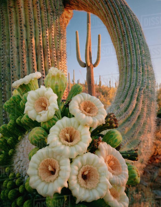 Pics of Saguaro Cactus