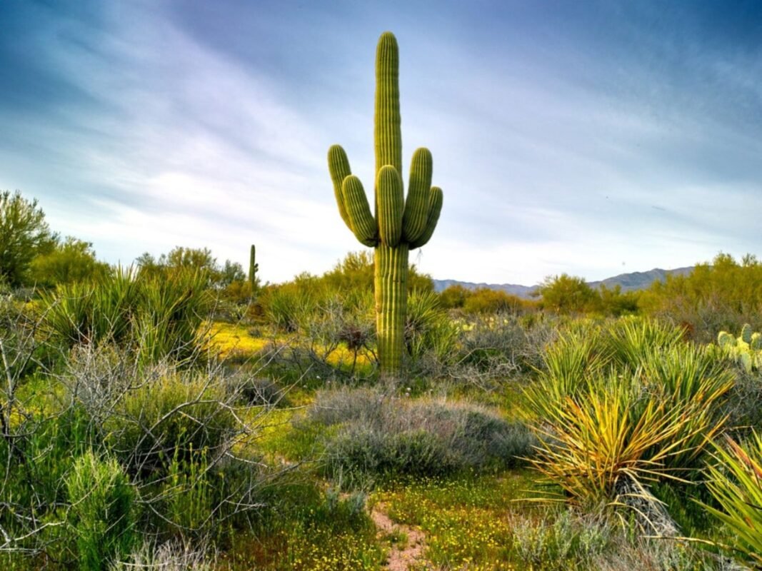 Saguaro Cactus Images