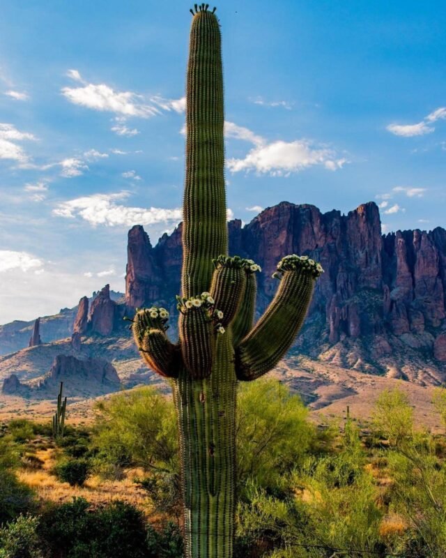 Saguaro Cactus Images